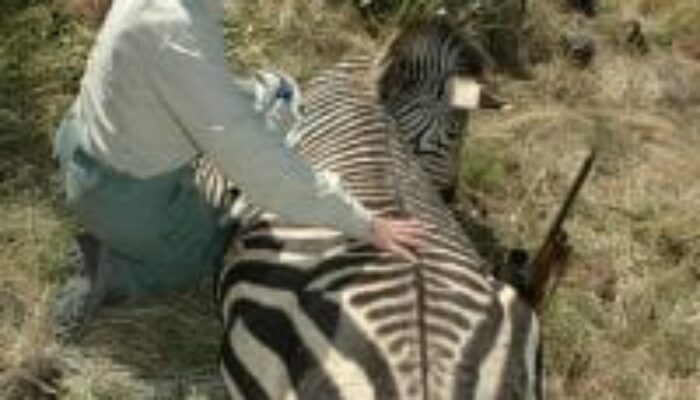 My Favorite Zebra