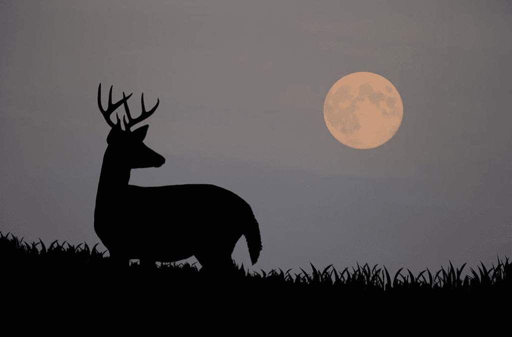 How Moon Phases Impact Deer Hunting