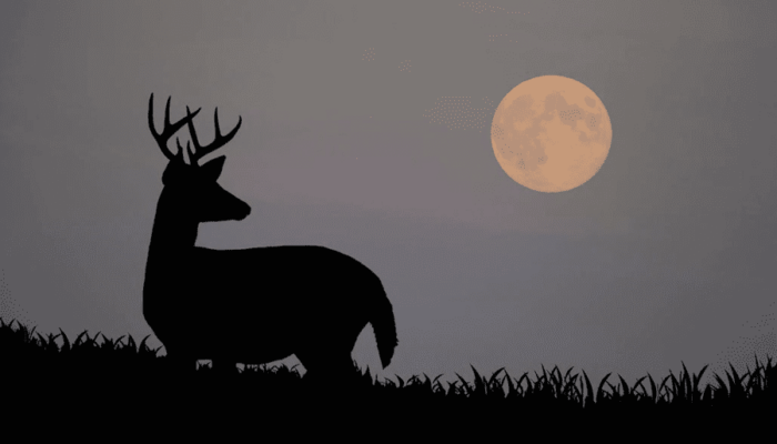 How Moon Phases Impact Deer Hunting