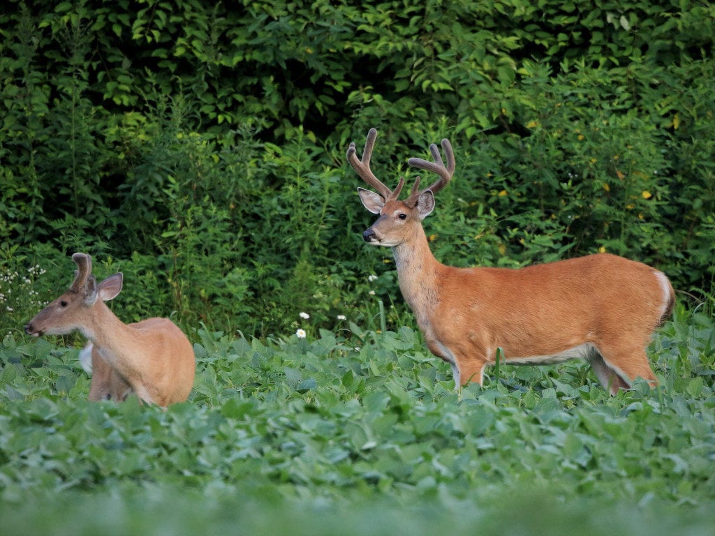 Deer Antlers in Velvet
