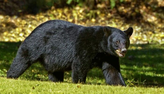 New Urgency in CT to Pass a Bear Hunting Bill