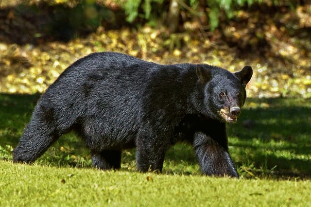New Urgency in CT to Pass a Bear Hunting Bill