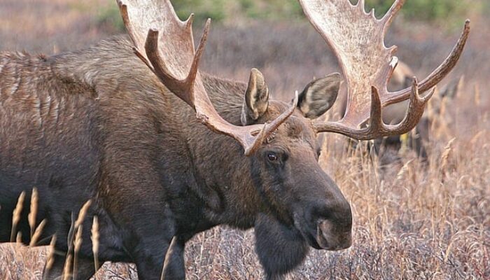 76% of Hunters Successful in 2019 New Hampshire Moose Hunt