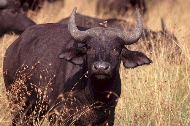 African Game Meat: What Happens After the Shot?