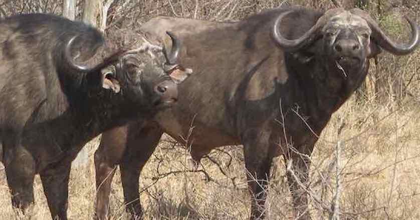 Animals in Africa You Need to Hunt cape buffalo
