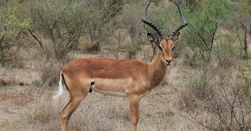 7 Animals in Africa Everyone Needs to Hunt | DSC Northeast