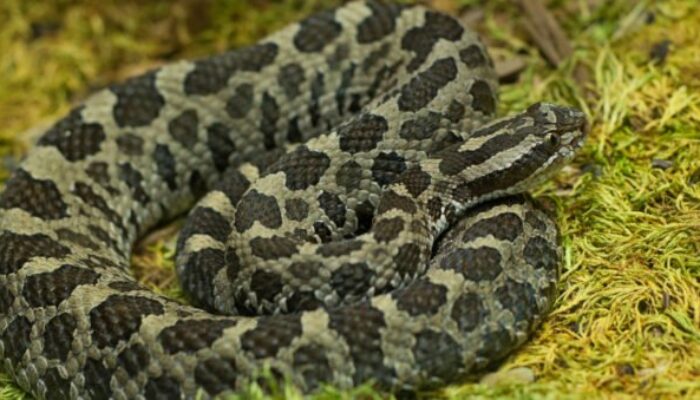 Eastern Massasauga Rattlesnake: America’s Elusive Snake Species