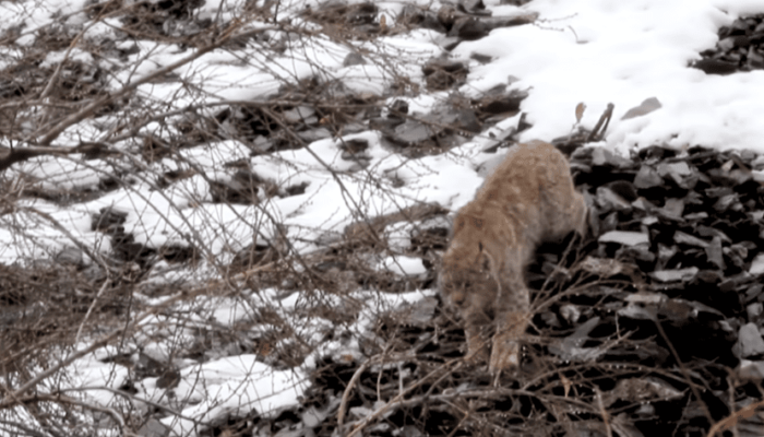 Himalayan Lynx Filmed Hunting Markhor in Pakistan for First Time