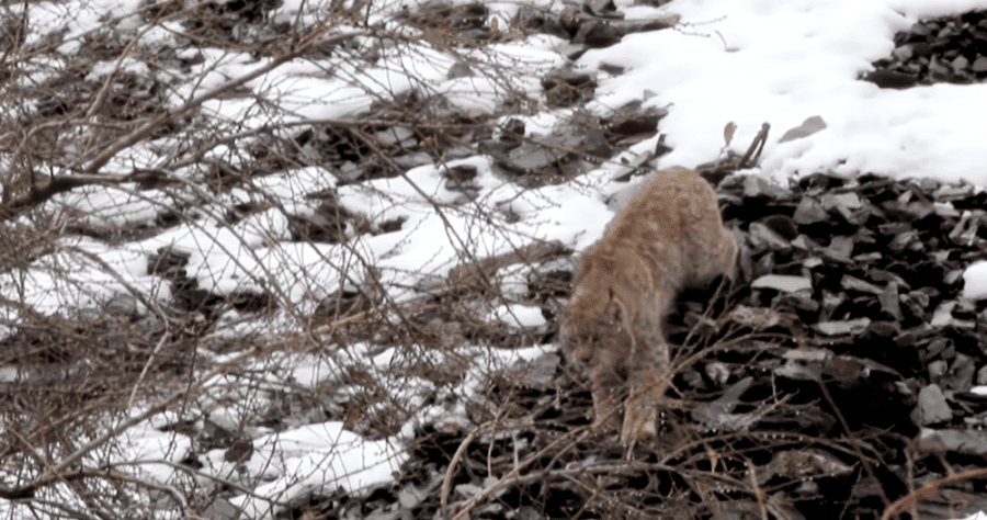 Himalayan Lynx Filmed Hunting Markhor in Pakistan for First Time