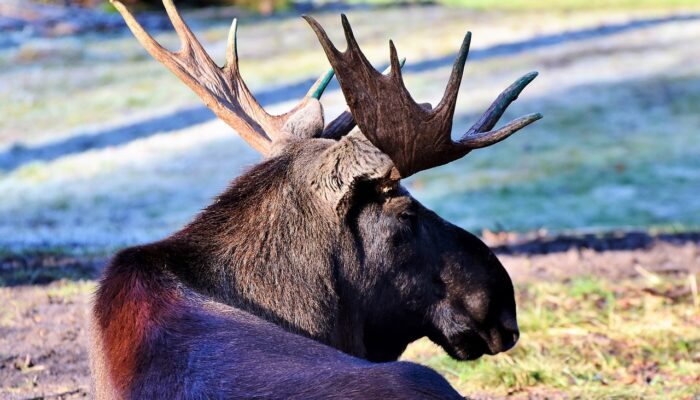 Moose Lottery Deadline Is Friday, May 29 — Enter Today!