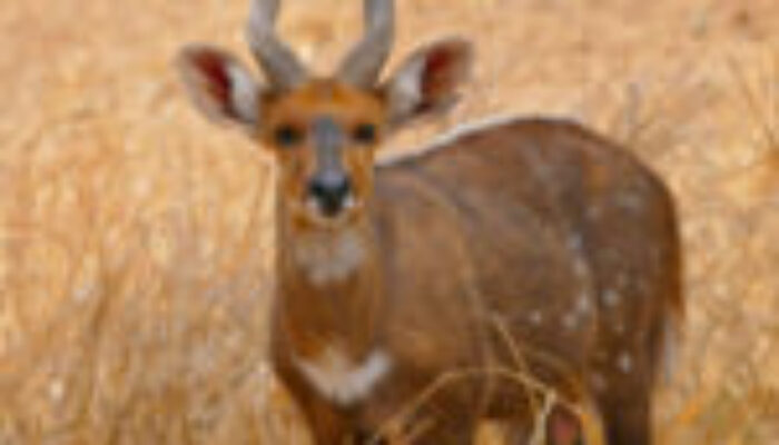 The many faces of the bushbuck