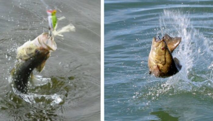 Largemouth vs. Smallmouth: The Game Fish Species Battle for America’s Favoritism