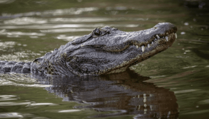 Potential California Ban on Alligator & Crocodile Products Threatens Conservation
