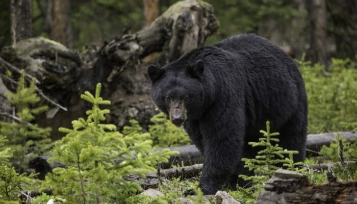 It’s a Great Year to Hunt Bear, Here’s Why