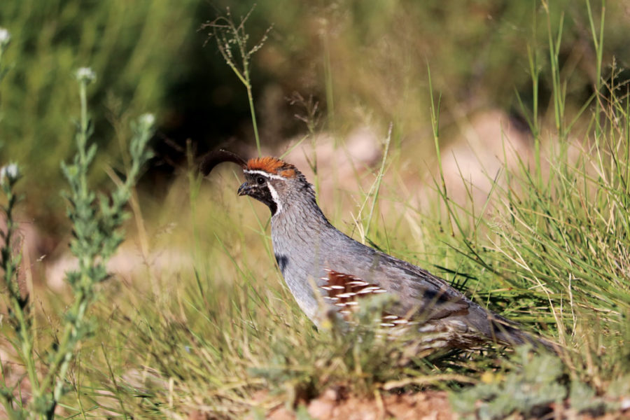 Arizona’s Babacomari Ranch, with its varied terrain and habitat, harbors a trio of wild quail: Gambel’s
