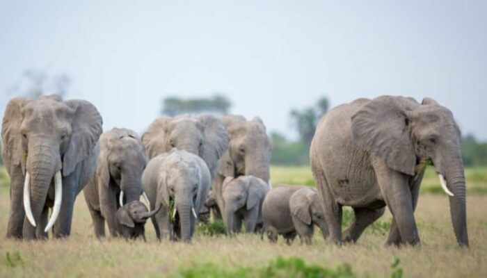 Poacher Who Killed Over 500 Elephants Gets 30 Years