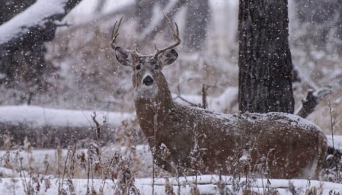What Are the Best Deer Hunting Times Throughout the Day?