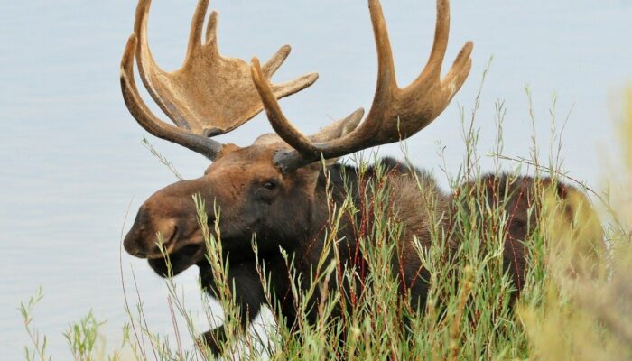 New Hampshire Moose Hunt Is October 17-25, 2020