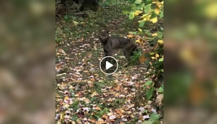 Extremely Rare Black Bobcat Caught on Video in Vermont