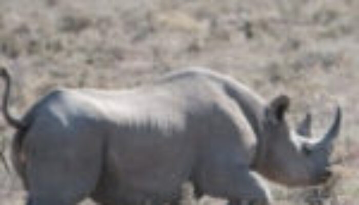 Rhino horn trade continues at an alarming rate in SA, despite COVID-19