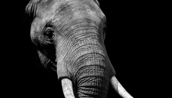 Connecticut: African Big Game Import Ban Introduced