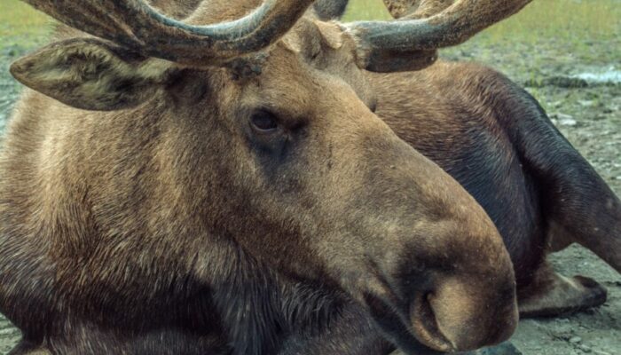 Don’t forget! The moose permit lottery is open!