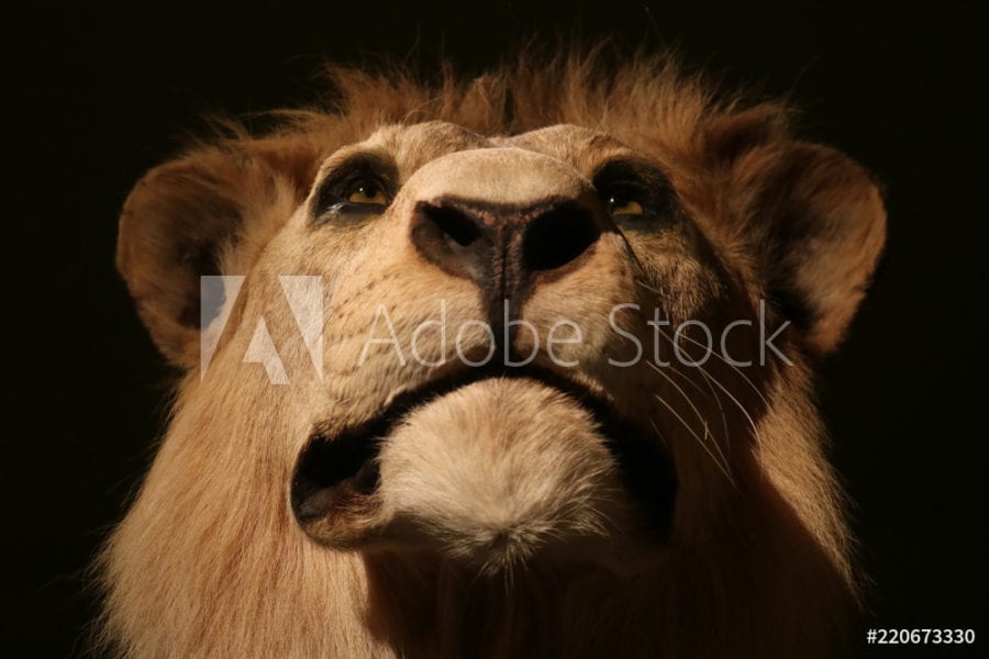 Impressive head of a proud looking but stuffed male lion (panthera leo) taxidermy in front view in dramatic light