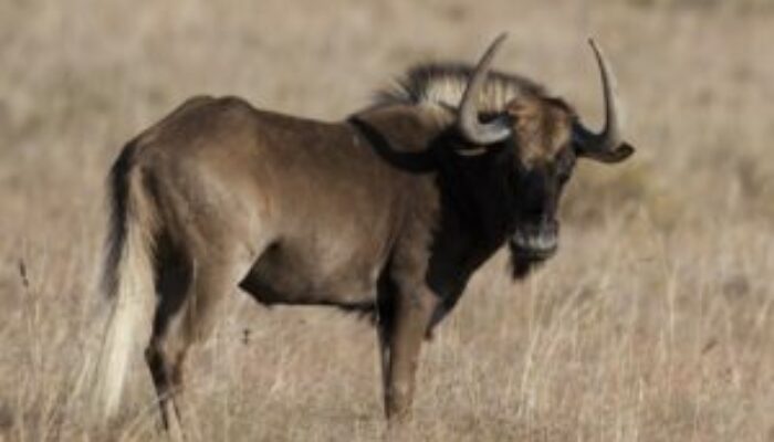 Hunting wildebeest in Africa