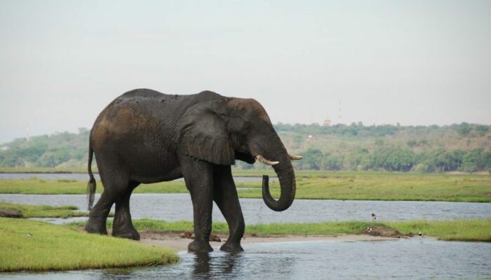 Zimbabwe’s Elephant Problem | State of the Nation