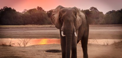 Wildlife photography of elephant during golden hour