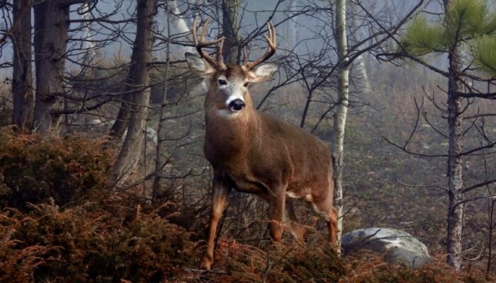 Honest Advice from a Maine Whitetail Deer Guide
