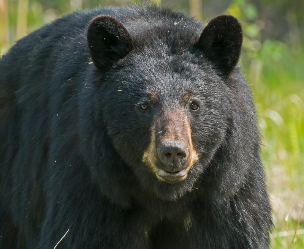 Black Bear, female. British Columbia, Canada May 2019