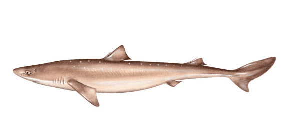 Spiny Dogfish Public Meeting: Thursday, May 25, 2023