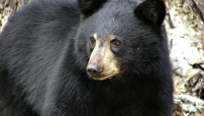 Connecticut: Missed Opportunity to Manage State’s Black Bears