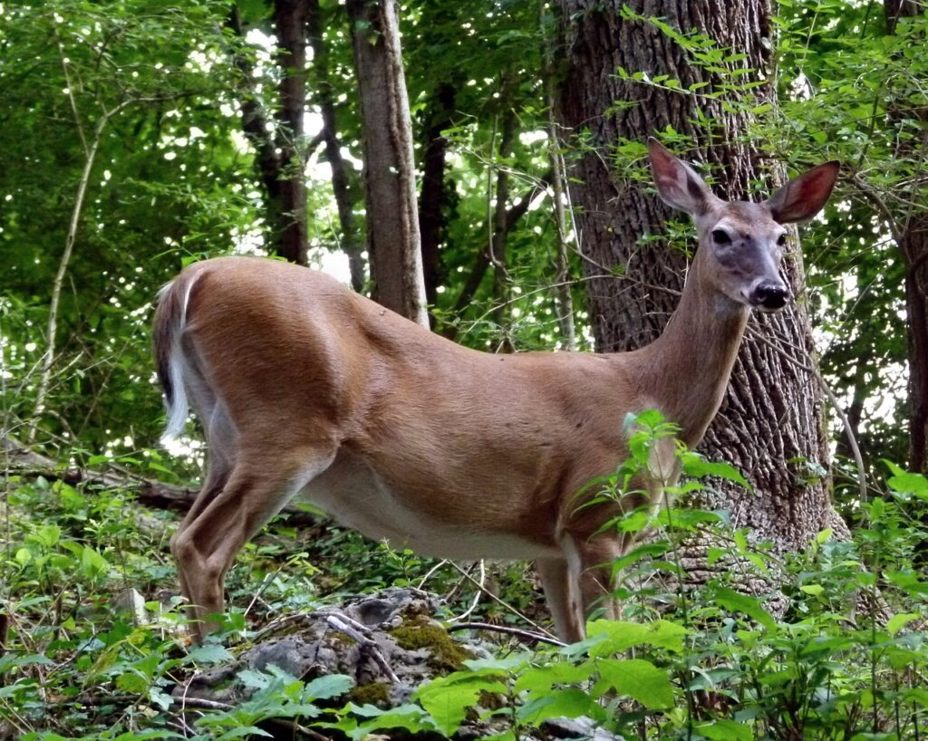 deer, white tailed, white-tail