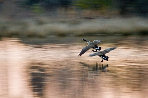 Photo of two geese landing in water