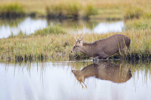 Photo of deer drinking water in a marshy area