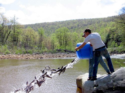 Photo of staff stocking trout into a stream