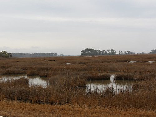 Photo of expansive marshy area