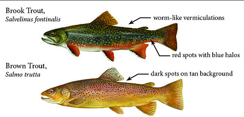 Illustrations comparing brook trout and brown trout