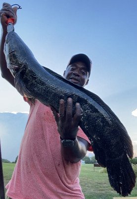 Photo of man holding a large snakehead fish