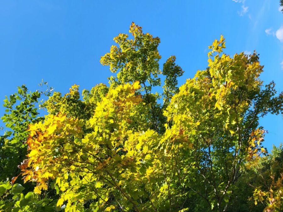 Bright yellow leaves mixed with the green looks amazing against a bright blue sky.