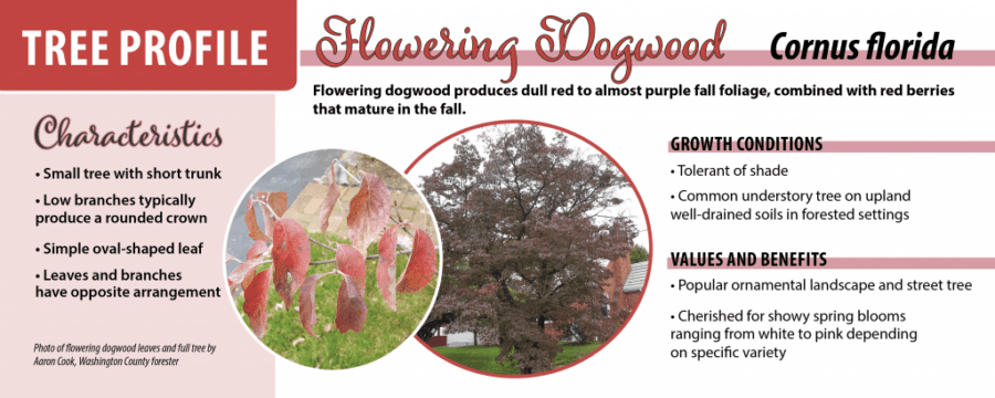 Photo of flowering dogwood