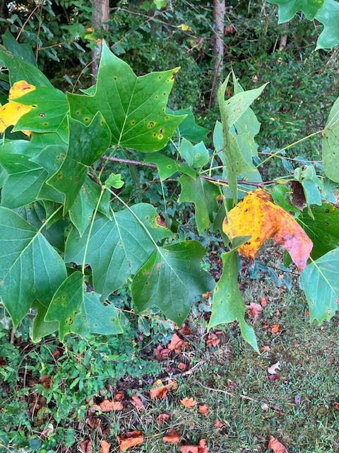 The poplar leaves are turning bright yellow here and there. Some have browned and already fallen