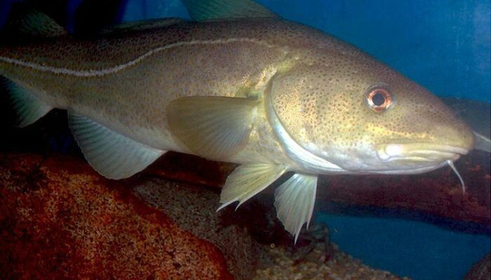 New Atlantic Cod Size, Season and Possession Limits