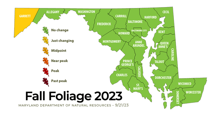 Fall foliage map for September 21, 2023. Things are just starting to change in Garrett County. The rest of the state is mostly green.