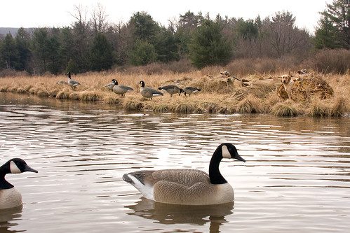 Photo of geese in water with hunters and a dog in a blind on the shore