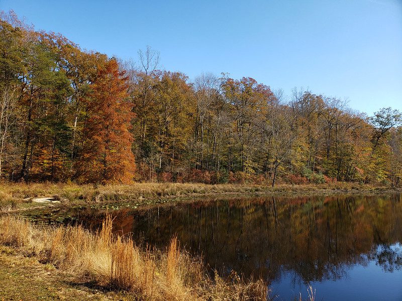 Fall in Cedarville State Forest. Photo by the Maryland Department of Natural Resources.