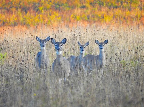 Photo of four deer in a field