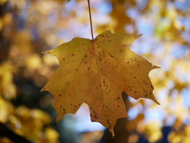 A golden maple leaf at Cunningham Falls State Park